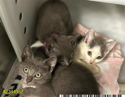 CLAIRE, a cat for adoption from Palm Beach County Animal Care and Control
