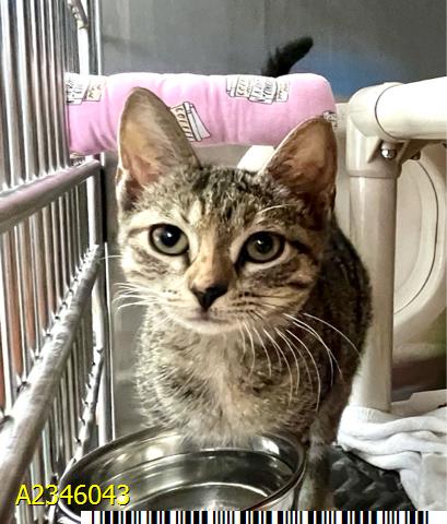 SUNNY, a cat for adoption from Palm Beach County Animal Care and Control