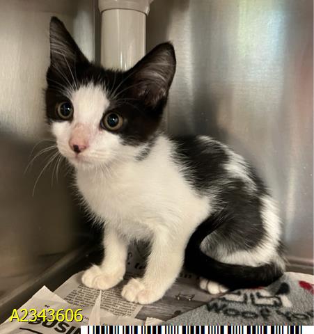 SKUNK, a cat for adoption from Palm Beach County Animal Care and Control