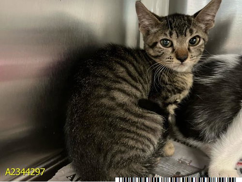 SQUIRREL, a cat for adoption from Palm Beach County Animal Care and Control