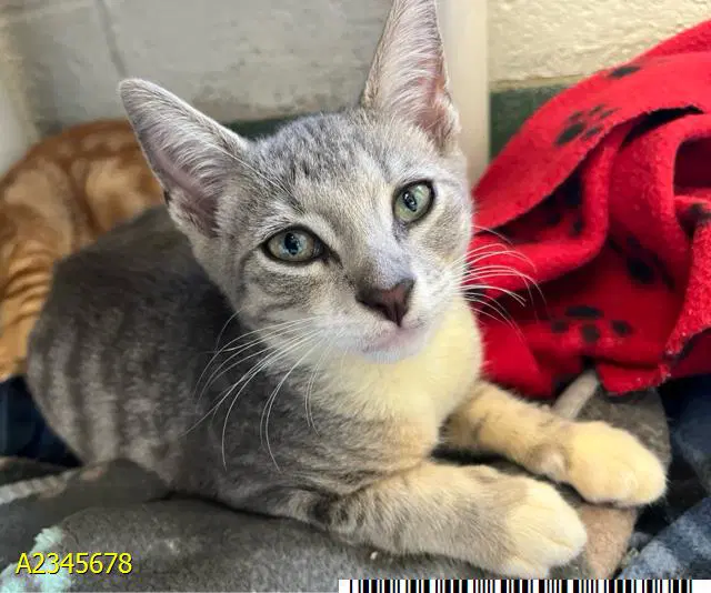 Slate - Domestic Short Hair