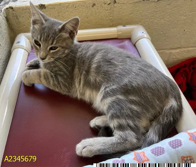 Sterling - Domestic Short Hair