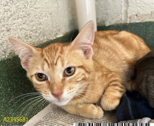 NACHO, a cat for adoption from Palm Beach County Animal Care and Control