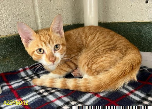PUMPKIN KING, a cat for adoption from Palm Beach County Animal Care and Control