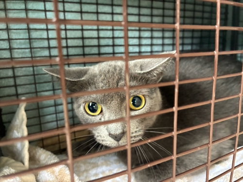REGINA, a cat for adoption from Palm Beach County Animal Care and Control