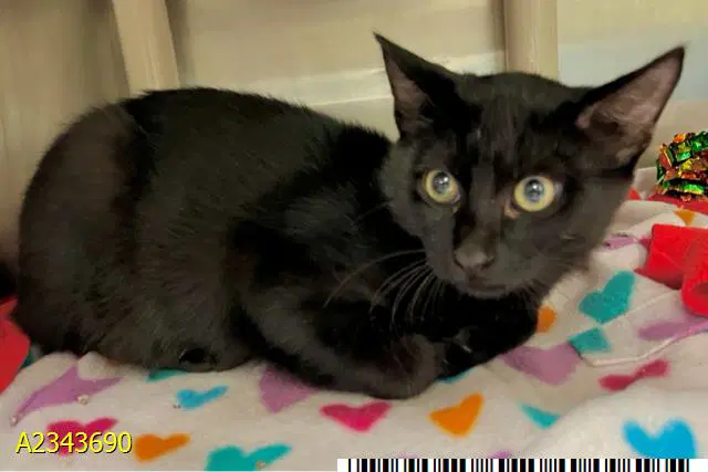 Star - Domestic Short Hair
