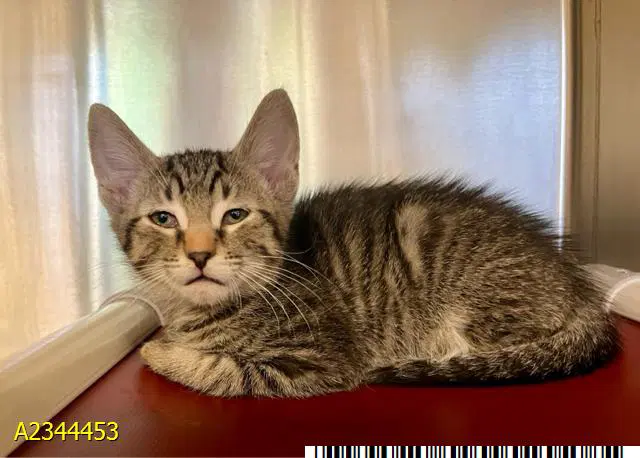 Della - Domestic Short Hair