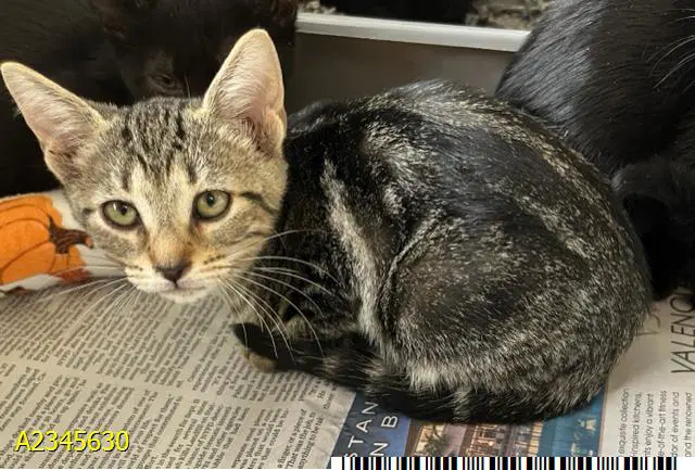 Boo Dini - Domestic Short Hair