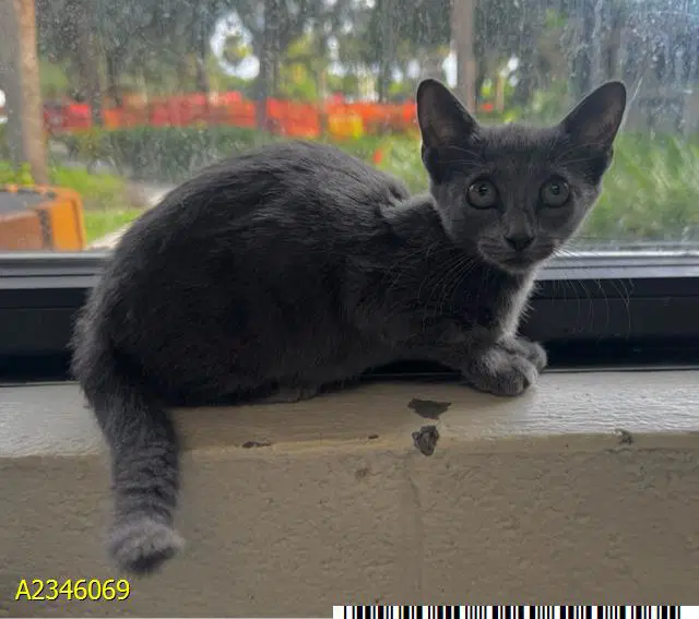 Zipper - Domestic Short Hair