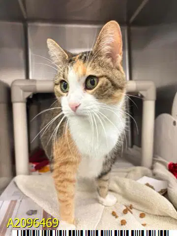 Punim - Domestic Short Hair