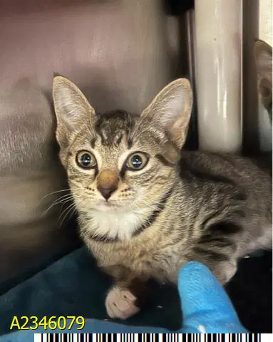 Fred - Domestic Short Hair