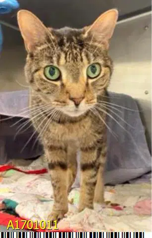 Mary - Domestic Short Hair