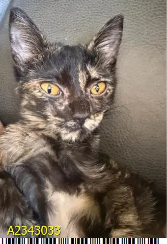 Kiwi - Domestic Short Hair
