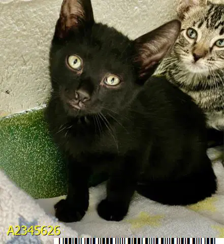 Jules - Domestic Short Hair