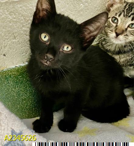Jules, Domestic Short Hair (medium coat)