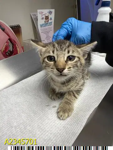 Pink - Domestic Short Hair