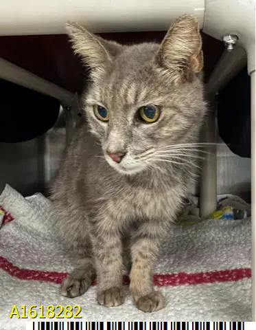 Mystery - Domestic Short Hair