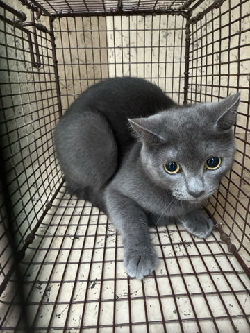 Ame, Domestic Short Hair (medium coat)