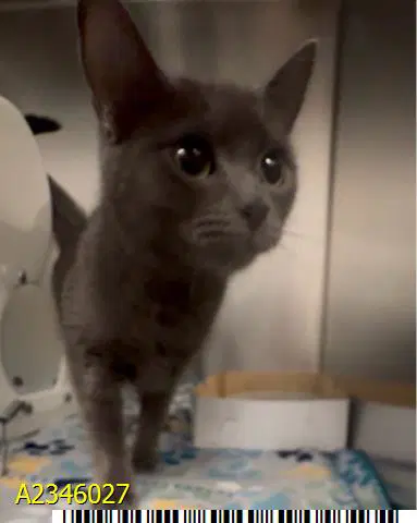 Ame - Domestic Short Hair