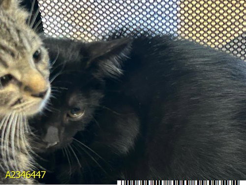 Reeses, Domestic Short Hair (medium coat)