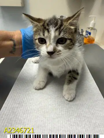 Sabrina Spookins - Domestic Short Hair
