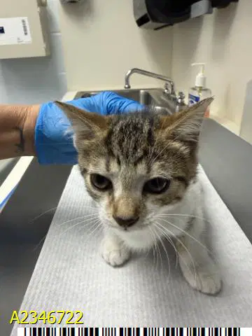 Morticia Meow - Domestic Short Hair