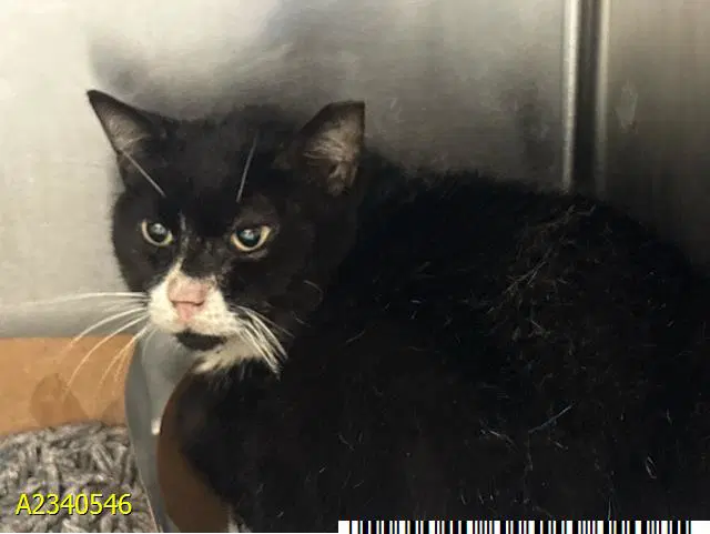Dominoe - Domestic Short Hair