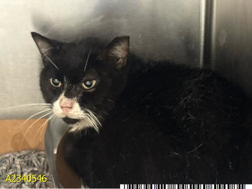 Dominoe, Domestic Short Hair (medium coat)