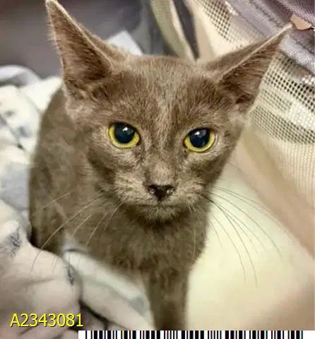 Fresco - Domestic Short Hair