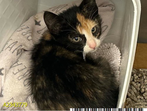 Zoe, Domestic Short Hair (medium coat)