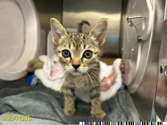 Treat - Domestic Short Hair