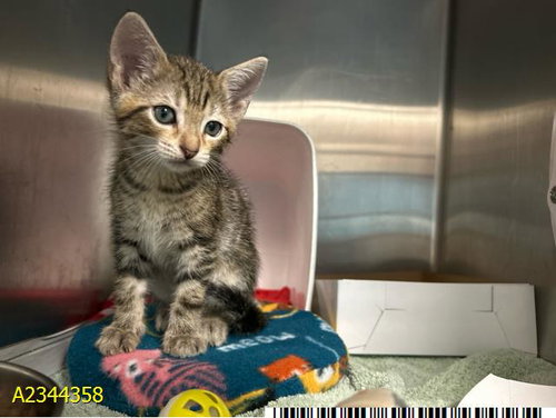 Trick, Domestic Short Hair (medium coat)
