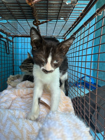 Malfoy, Domestic Short Hair (medium coat)