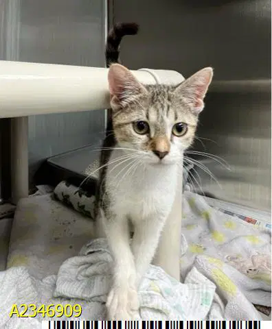 Lulu - Domestic Short Hair