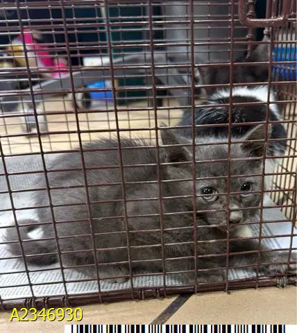 Miso - Russian Blue
