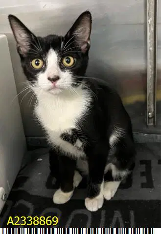 Cora - Domestic Short Hair