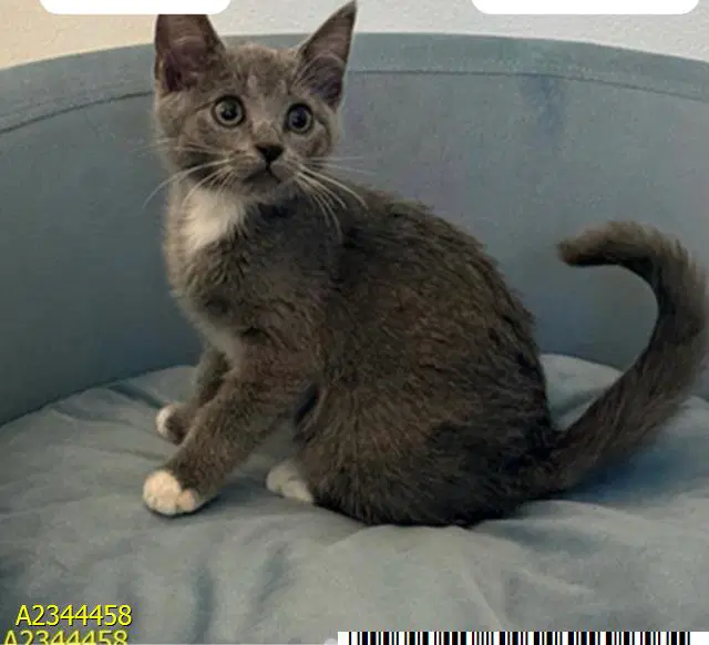 Dolly - Domestic Short Hair