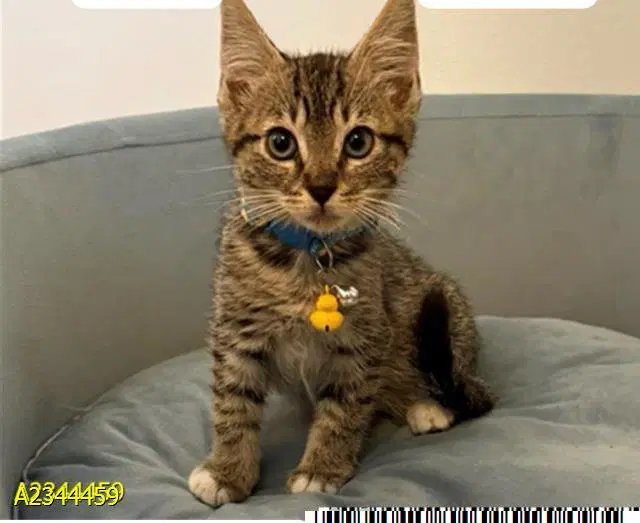 Damien - Domestic Short Hair