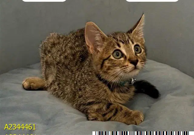 Dawson - Domestic Short Hair