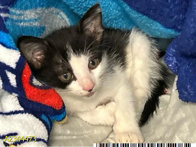Jolene - Domestic Short Hair