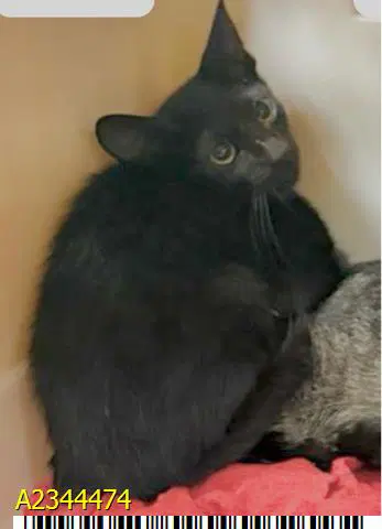 Cher - Domestic Short Hair
