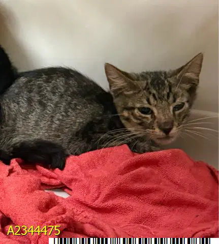 Sonny - Domestic Short Hair