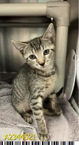 Poppy - Domestic Short Hair