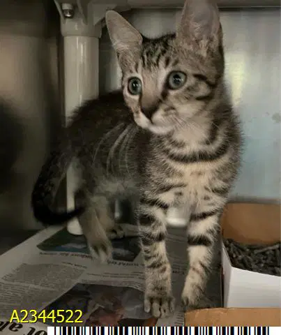 Petunia - Domestic Short Hair