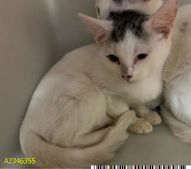 Mary - Domestic Short Hair