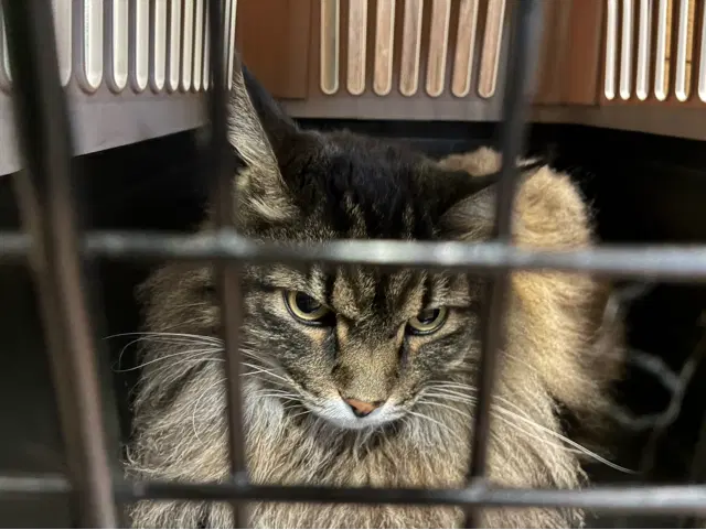 Flume - Maine Coon