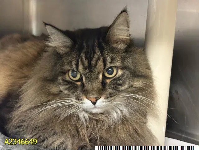 Flume - Maine Coon