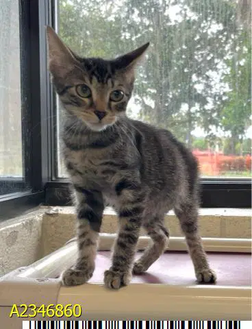 Eva - Domestic Short Hair