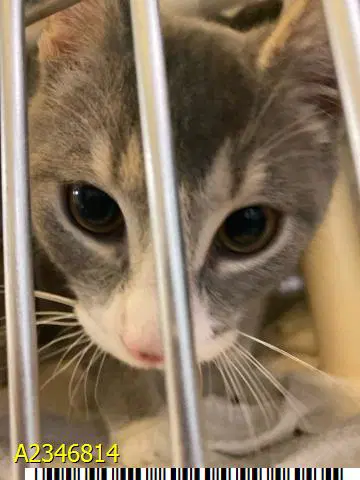 Nikko - Domestic Short Hair