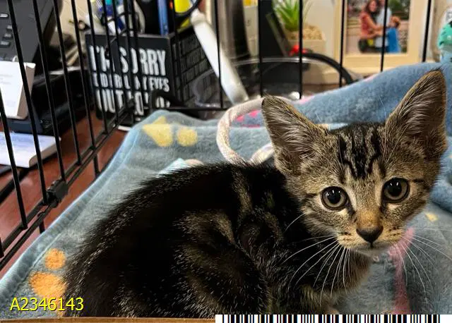 Keegan - Domestic Short Hair